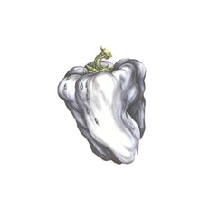 White Pepper
