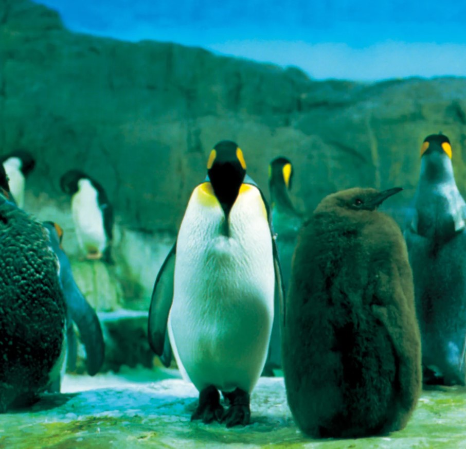 Album cover of "Rago" by Japanese rock band, Rashinban, featuring emperor penguin surrounded by penguins in an enclosure.